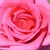 Ružičasta - Floribunda ruže - Chic Parisien